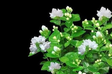 垂丝茉莉什么时候长得快