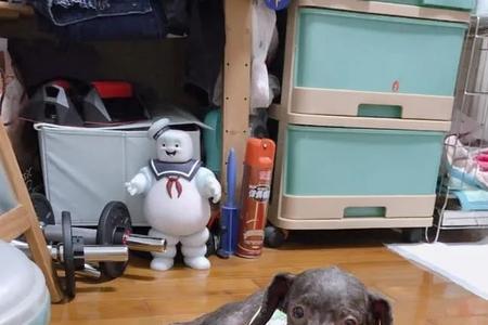 两眼外秃大嘴巴是什么动物