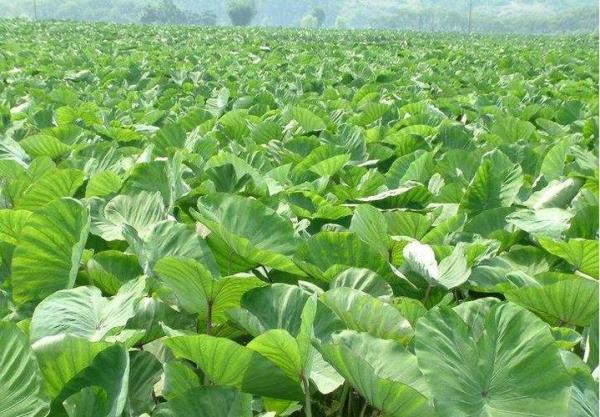 香玉的栽培技术