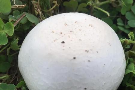 麦地里长出来的蘑菇是否能吃