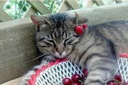 凤尾竹猫咪可以吃吗