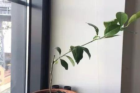柠檬为什么要嫁接才能结果