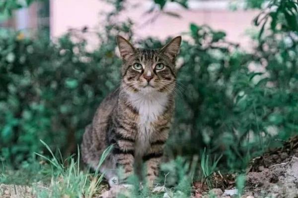 大狸花猫标准尺寸