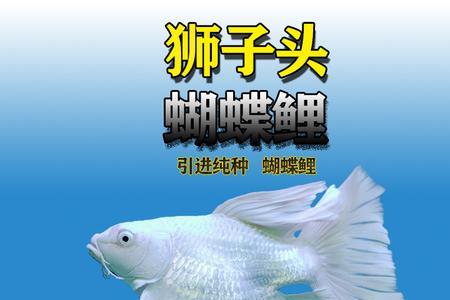 蝴蝶鲤和一眉道人混养怎么喂食
