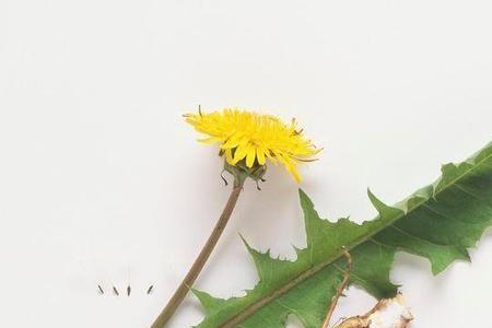 蒲公英的花和根怎么处理呢