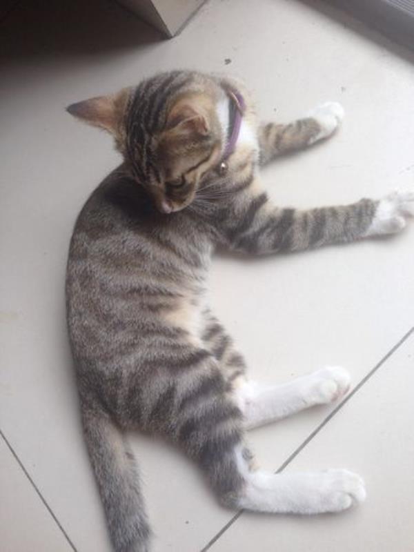 虎斑猫跟狸猫尾巴的区别