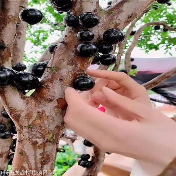 沙巴嘉宝果种植要求