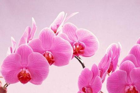三祝九如是什么意思