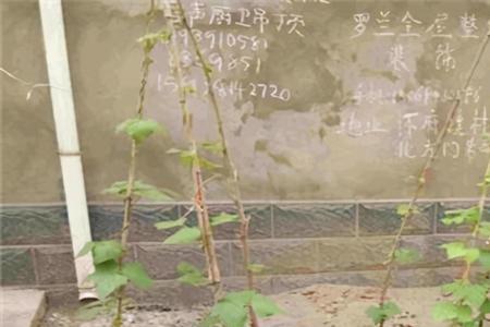 豇豆角的苗龄