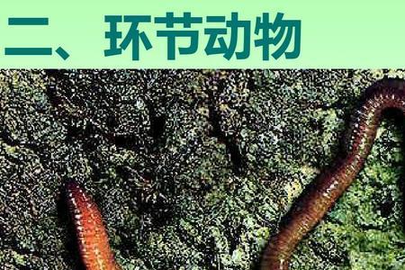 蚯蚓和蛇的区别图片