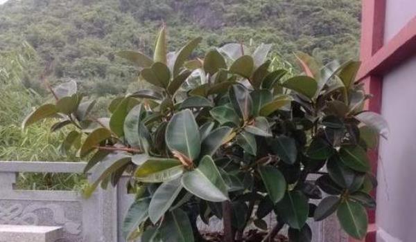 橡皮树春节前后养护