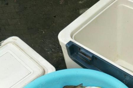 海竿钓黄脚腊鱼的方法