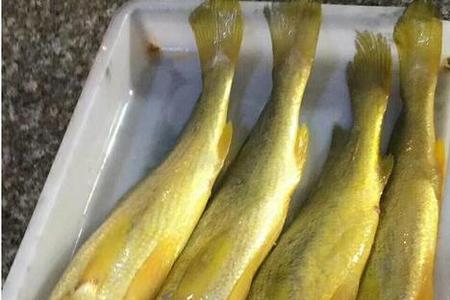 最大野生大黄鱼图片