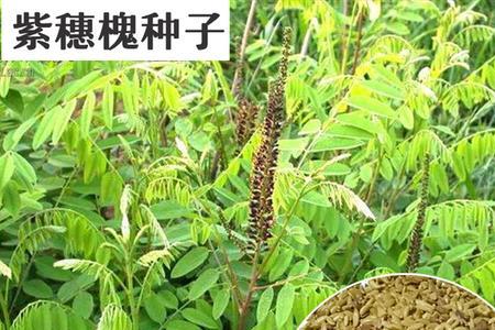 槐树种子能做枕头吗