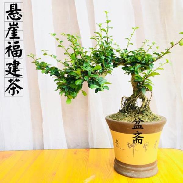 福建茶盆景叶掉光了还能活吗
