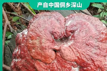 贵州哪里的灵芝好