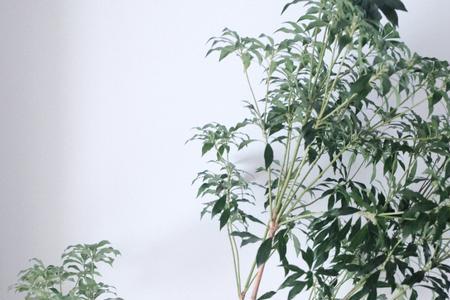 马醉木放在家里寓意好吗