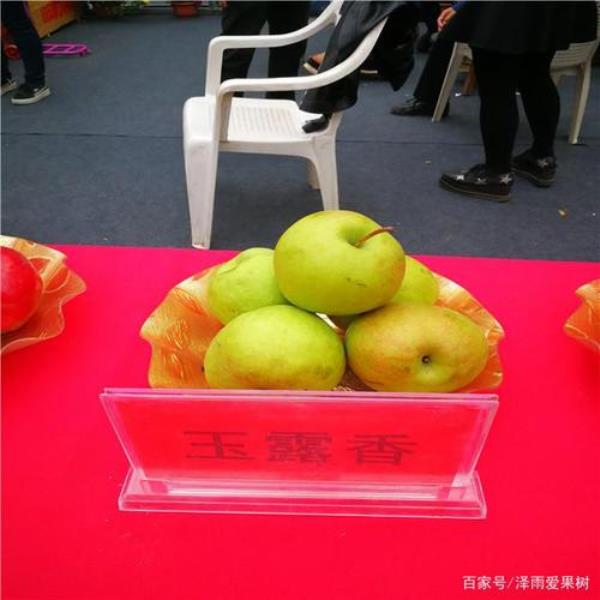 香玉梨栽培技术