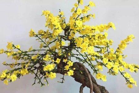 爱心果什么时候换盆合适