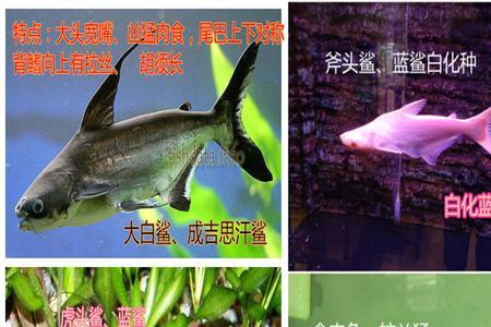 成吉思汗鲨与蓝鲨的区别