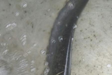 野钓鲶鱼浮钓还是底钓