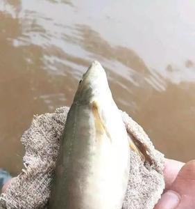 野河里的长鱼叫什么