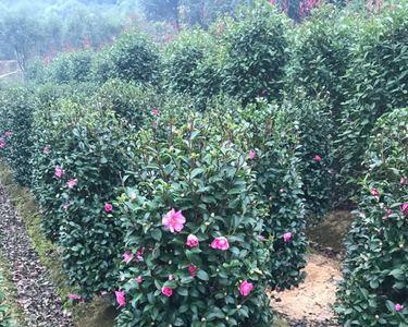 北方茶梅的种植方法