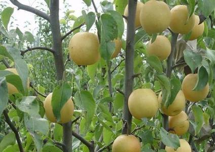 苹果李品种介绍