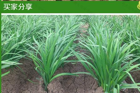 山东最高产韭菜品种是什么品种
