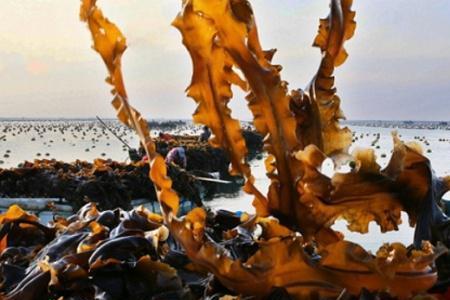 海带怎么在家种