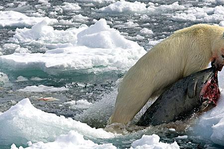 北极熊为什么要在夏季捕食海豹