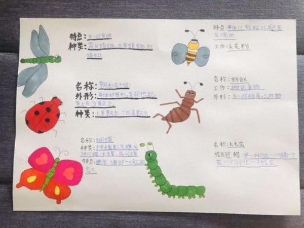 昆虫备忘录蜗牛怎么写特点，特点