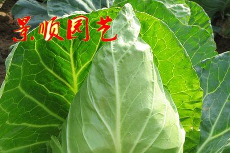夏季能定植仲夏牛心甘蓝吗