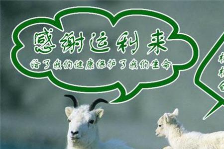 自己留母羊羔给吃什么饲料