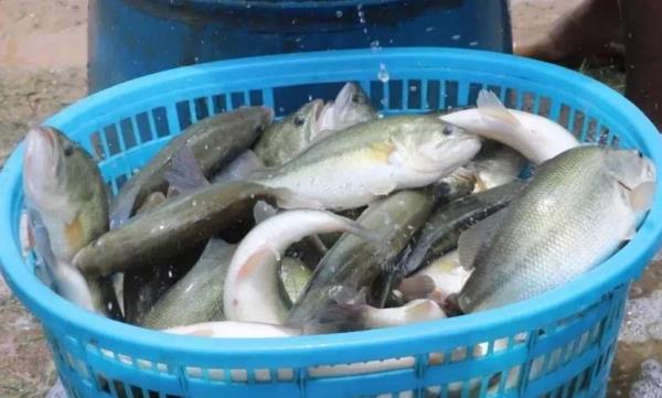 海甘鱼养殖技术