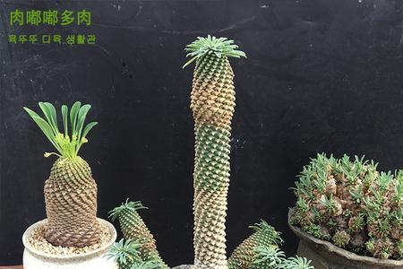 铁甲麒麟怎么养开花
