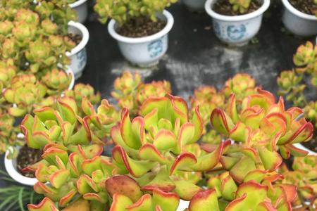 姬红花月和达摩宝珠区别