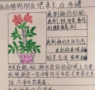 三年级仙人掌的记录卡怎么写
