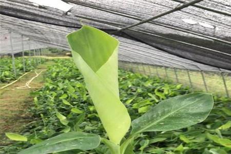 不死苗粉蕉每亩多少株
