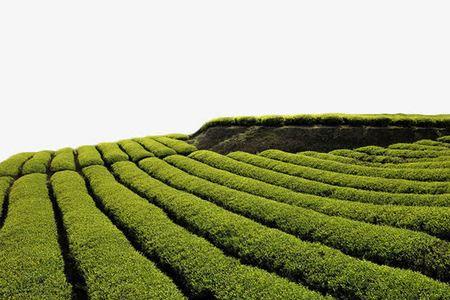 什么是植物茶