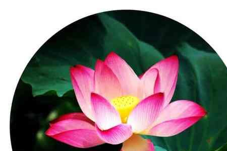 荷翠莲香的诗句