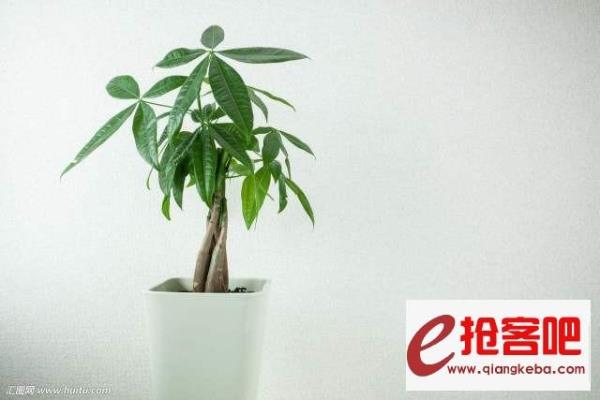 发财树怕高温暴晒吗