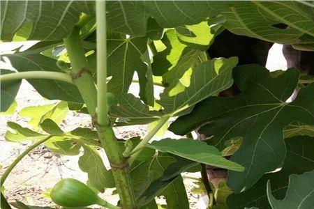 无花果树夏季坐果怎么剪枝