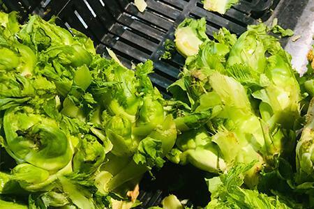 儿菜与榨菜秧苗叶子的区别1
