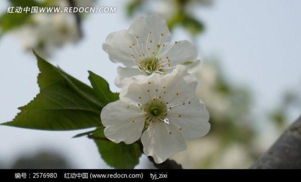 怎么分别白樱花红樱花