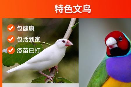 文鸟成年了还养得熟吗