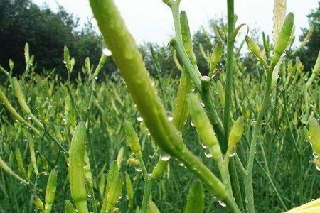 黄花菜种植成本和利润