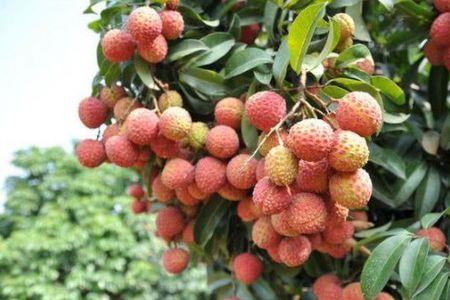 如何提高妃子笑的座果率