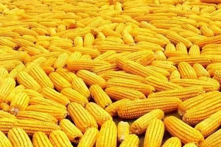 连发705玉米种介绍