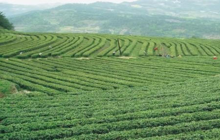 聖水一号茶叶多少一斤